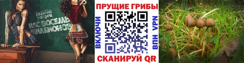 Галлюциногенные грибы Magic Shrooms  продажа наркотиков  даркнет телеграм  Грозный 